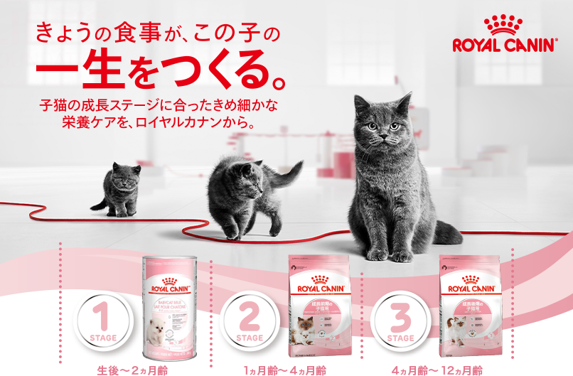 Start of Life キャンペーン「子猫ギフトボックス」の魅力