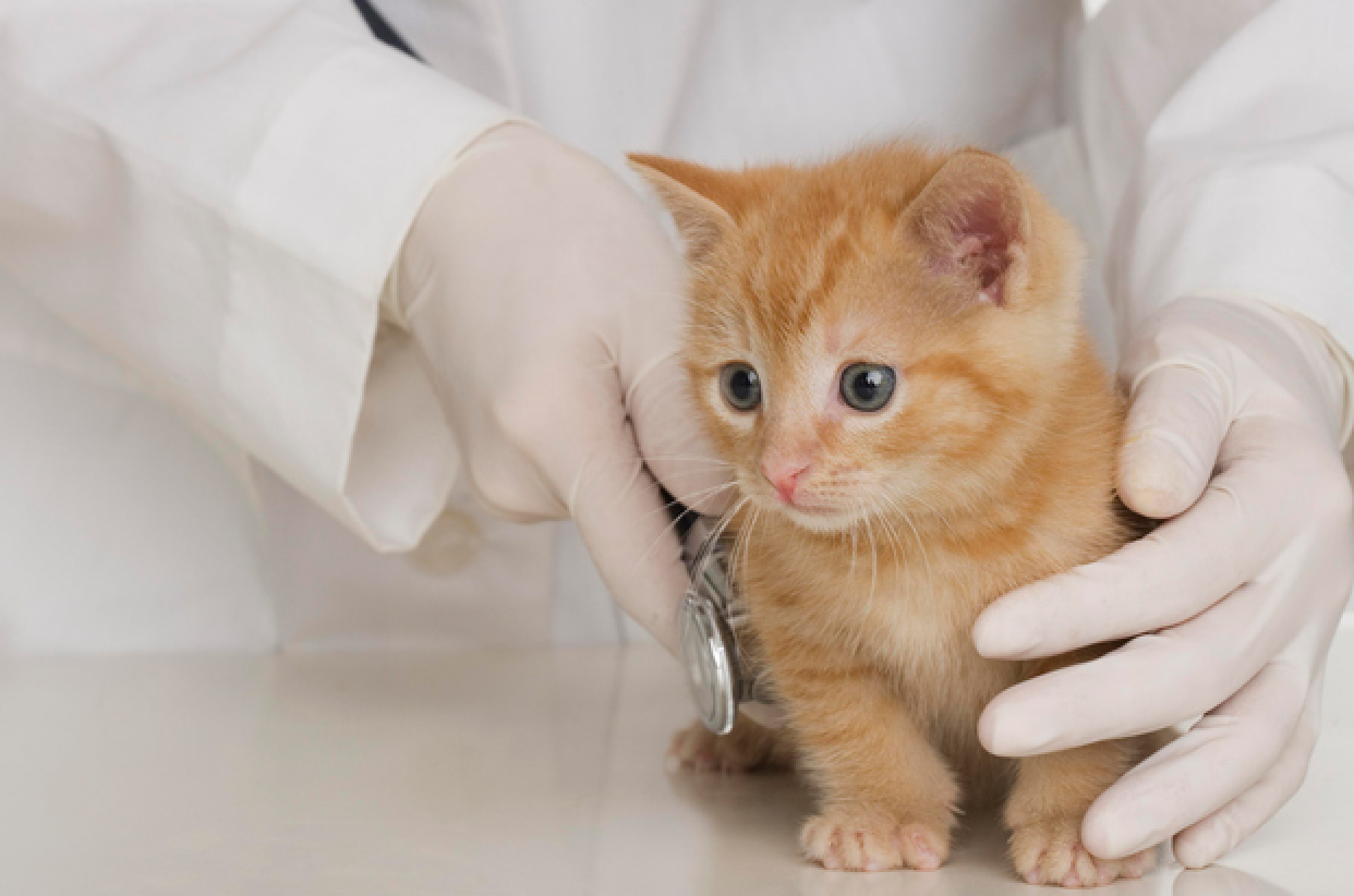 子猫の通院イメージ