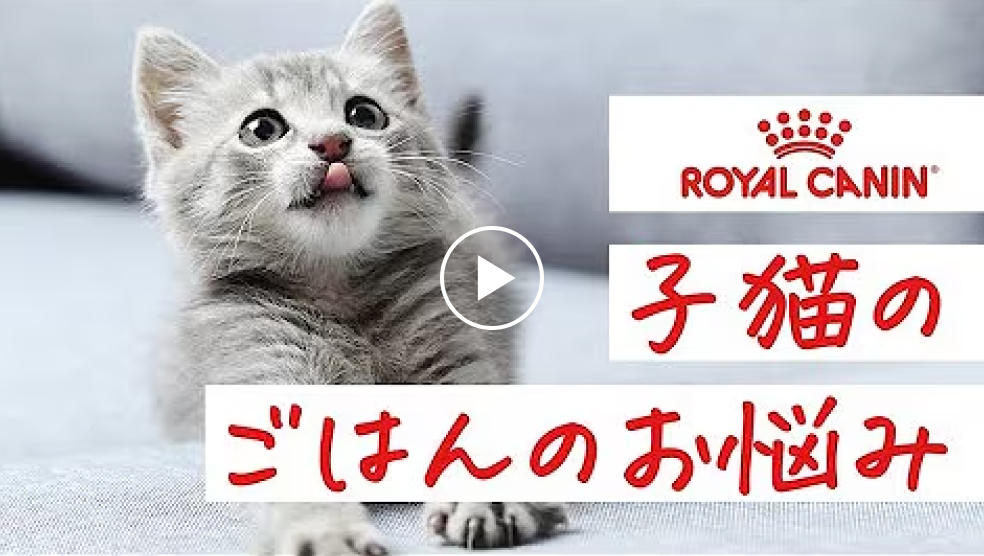子猫のごはんについて（動画）