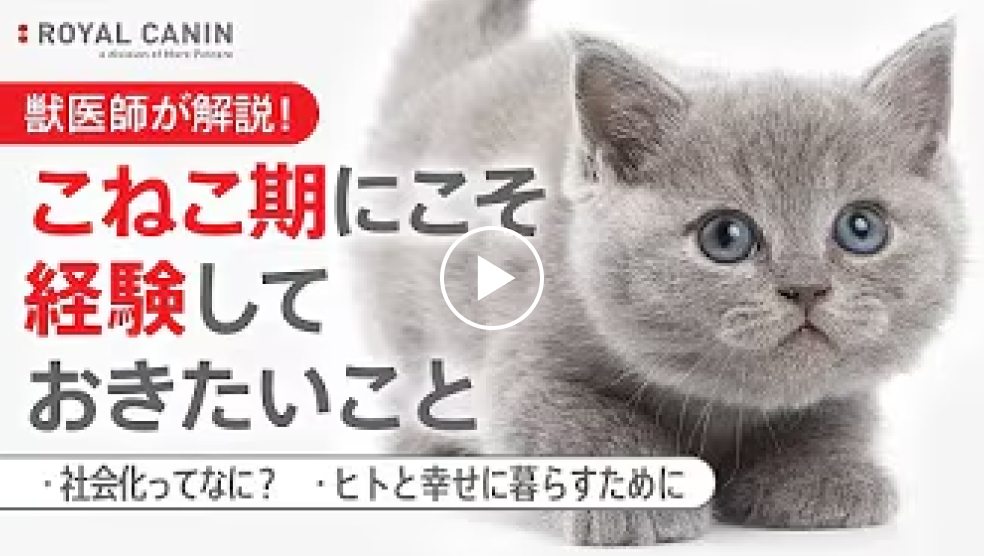 一生しあわせに暮らすためのこねこの育て方のムービー