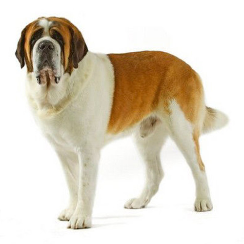 超大型犬のための総合栄養食（成犬時体重45kg以上）