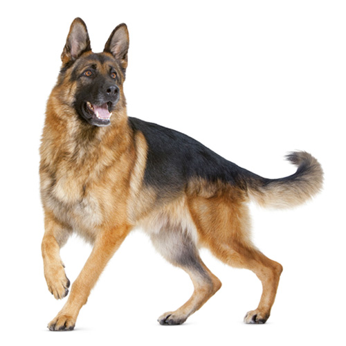 大型犬のための総合栄養食（成犬時体重26kg～44kg）