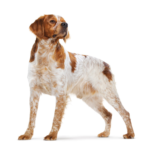 中型犬のための総合栄養食（成犬時体重11kg～25kg）